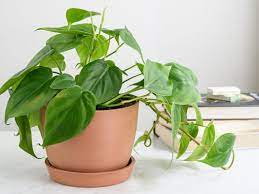 Philodendrons are beautiful lush pla. Philodendron Plant Care Growing Guide