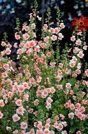 Alonsoa Meridionalis Apricot Apricot Mask Flower Beautiful Flowers Flower Farm Flower Garden
