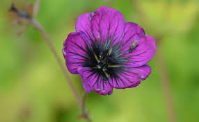 Image result for Geranium `Sandrine`