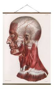 Head and neck surgical and reconstructive techniques continue to evolve and mature. East Urban Home Stoffbild Arteries Head And Neck Wayfair De
