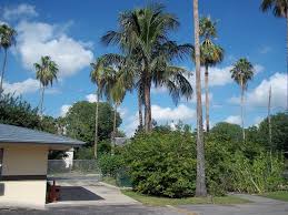 It has been in the ground for 4 and a half years, and is finally fruiting this year. Coconut Palms In Texas Discussing Palm Trees Worldwide Palmtalk