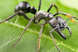 Neoponera Macro Photos Ants Insects