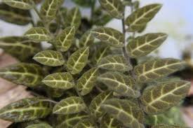 Image result for Solanum sp. A