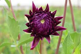 Check spelling or type a new query. Adene S Farm Flowers Incredible Open Days Tamlyn Amber Wanderlust
