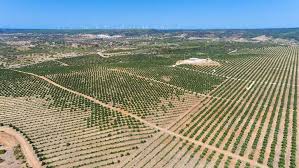 Voices Unite Against Authorities Blinkered Approval Of Water Guzzling Avocado Monocultures Portugal Resident