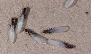 4 how to detect drywood termite. Types Of Termites How They Differ Lawnstarter