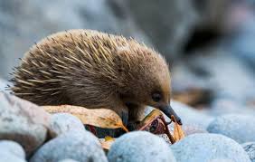 Short Beaked Echidna Echidna Animals Bird