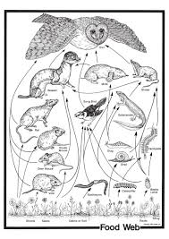 Pin On Food Chain