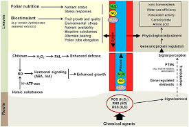 Hydrogen peroxide inhalation was first introduced to the world on earth clinic over 15 years ago by bill munro of michigan. Frontiers Foliar Nutrition Biostimulants And Prime Like Dynamics In Fruit Tree Physiology New Insights On An Old Topic Plant Science
