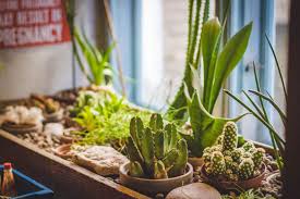 Check spelling or type a new query. Indoor Plant Light Guide Our House Plants