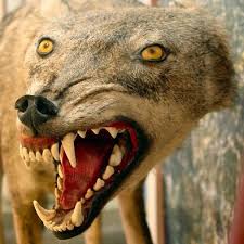 Bad Taxidermy Photos Are The Potato Jesus Painting Of The Animal World Bad Taxidermy Taxidermy Animals