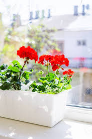 Balcony geranium stock photos and images (739). Red Geranium Flowers On Windowsill At Home Balcony Window Stock Photo Picture And Royalty Free Image Image 122193516