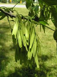The winged fruits of ash trees are unmistakable. Green Ash Purdue Fort Wayne