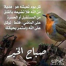 اجمل رسائل وصور الصباح 2020 مسجات دعاء صور صباح الخير حبيبيتي 2020 مسجات صباحيه رائعه animals bird anama