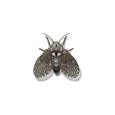 drain fly identification, habits