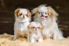 Japanese Chin - Wikipedia