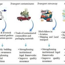 Image result for Bidens schimperi
