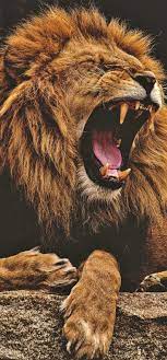 The Majestic Roar Of A Lion Lion Roar Majestic Bigcat Lions Photos Lion Images Lion Pictures