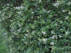 Common privet hedging plants, green privet or ligustrum ovalifolium hedging, are one of our most popular and familiar hedging plants in the uk. Ligustrum Hedge Privet Hedge Hedges Hedge Plants