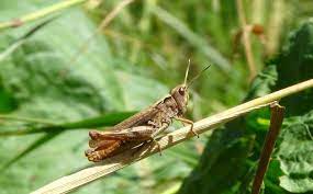 Can You Really Eat Grasshoppers To Survive Survival Sullivan