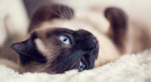 In fact, because siamese cats have rather short hair, the shedding is not as noticeable as it is with most other cats. Are Siamese Cats Hypoallergenic And How Much Do They Shed