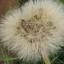 Image result for Gerbera piloselloides