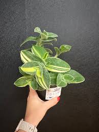 Image result for Tradescantia sillamontana