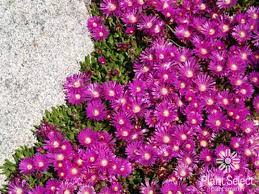Ice plants are quite neat. Plant Select Smart Plant Choices Plant Select