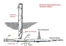 Elles permettent de délimiter les zones où vous souhaitez que vos bambous poussent (haies, massifs…), vous offrant ainsi des contours bien nets. Bambous Non Tracant Attention Blog De Leparadisdujardin Fr