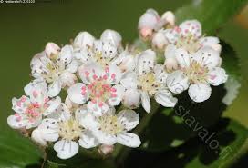Image result for mustamarja-aronia