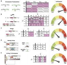Search for this author in: Can Crispr Based Gene Drive Be Confined In The Wild A Question For Molecular And Population Biology Biorxiv