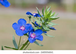 Image result for Lysimachia monelli