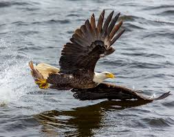 Birds That Look Like Eagles Action Animal Avian Bald Eagle Beak Bird Bird Of Prey Duck Eagle Feather Flight Fly Hunter Nature Outdoo Bald Eagle Wildlife Photography Animals