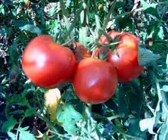 Check spelling or type a new query. Berner Rose Tomato Seeds 305 Turtle Tree Seed Initiative