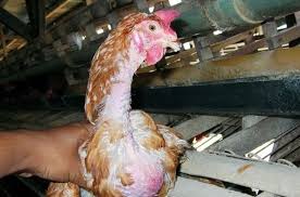Tulang ayam bangkok memang sangat berpengaruh kususnya jika anak ayam sudah dewasa nanti.tulang merupakan pondasi utama,ibarat trocok yang kita tancapkan,semakin kuat dan kokoh,maka ia akan lebih kuat menahan gempa.begitulah ibaratnya. Penyebab Ayam Tidak Bertelur Pt Medion Ardhika Bhakti