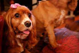 You can look beyond the normal baby books for inspiration for your pup's name. 525 Cute Female Dog Names And Meanings Pethelpful