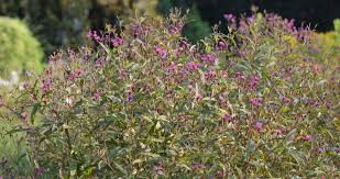 Image result for Vernonia hirsuta