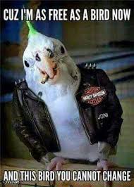 Free As A Bird Biker Quotes Harley D Biker Life