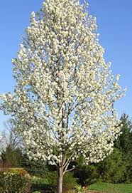 If you want a tree simply for looks or a tree that produces those tasty pomes that proliferate summer markets, you can. Landscaping With Pear Trees Evansville Lawn Landscape