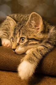 free image on pixabay cat small mackerel kitten cats cat portraits domestic cat