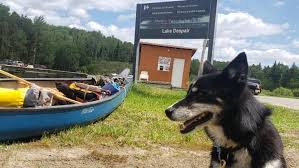 Reunite lost dogs, puppies, cat, kittens & pets in ontario. Vhy5vcblme Rzm