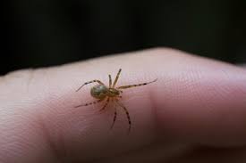 Image result for wolf spider bite skin