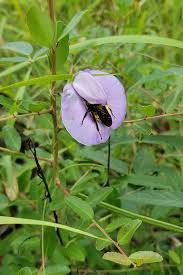 Image result for Cyphostemma milleri