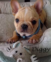 Buy and sell on gumtree australia today! Bluegrass Frenchies French Bulldogs In Richmond Ky