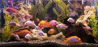 Using gravel as a substrate results in an increased water flow inside the tank. Do Fish Tanks Need Gravel Is It Absolutely Necessary
