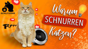 Da das schnurren einer katze eine frequenz von 25 bis 150 hertz aufweist, was der gleichen also, wann immer du dich friedlicher und ruhiger fühlen musst, lass dich mit deiner katze nieder und höre. Wie Und Warum Schnurren Katzen Unglaublicher Nebeneffekt Katze Schnurrt Nicht Was Tun Youtube