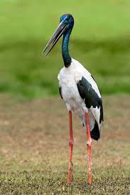 Sohnjoo S Photography Australian Birds Pet Birds Beautiful Birds