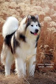Alaskan Malamute So Pretty So Fluffy So Much Shedding Malamute Puppies Alaskan Malamute Puppies Dogs