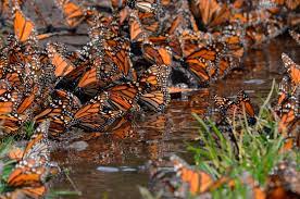 La Leyenda Sobre El Regreso De La Mariposa Monarca National Geographic En Espanol