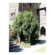 Image result for Pycnostachys orthodonta